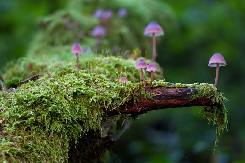 Forest Trekking